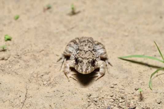 物種圖片（示意）